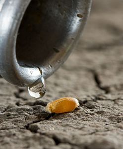 Największa od 30 lat susza w Nowej Zelandii