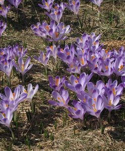 W Tatrach lawinowa jedynka; na górskich halach kwitną krokusy