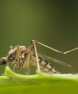 Entomolog dla WP.PL: walka z komarami jest niebezpieczna