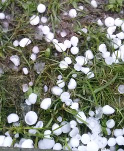 Zniszczone uprawy i dziury w dachach po gradobiciu w Belgii - wideo