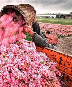 Oto "biali niewolnicy" w Holandii