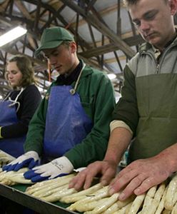 Polacy uratują niemiecką gospodarkę?