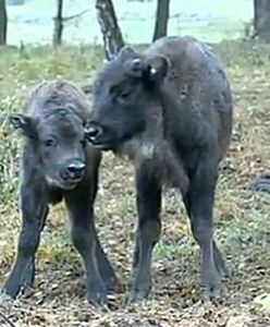 Wyjątkowe narodziny 11 listopada - zobacz film