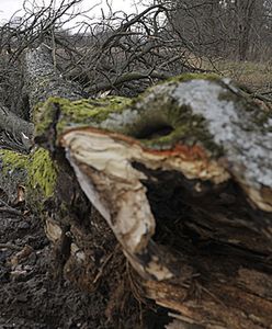 Meteorolodzy ostrzegają: będzie wiało do 100km/godz