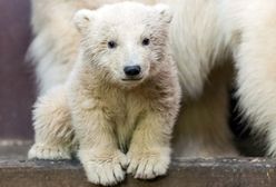Nie żyje niedźwiadek Fritz z berlińskiego zoo
