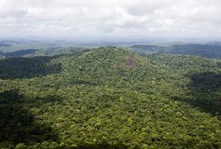 W Amazonii rośnie 16 tys. gatunków drzew