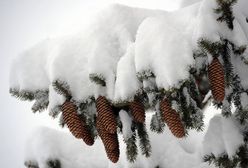 Wiatr powalił najgrubszą jodłę w Polsce