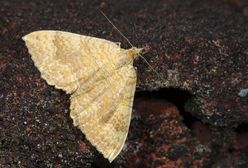 Inwazja ciem w Madrycie