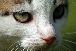 W Chorzowie można bezpłatnie wysterylizować koty
