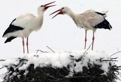 Eksperci: wiosna się nie spóźnia, ona znika