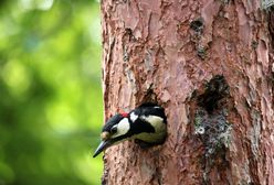 Kogo słychać wiosną w Puszczy Białowieskiej