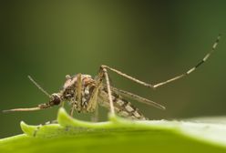 Entomolog dla WP.PL: walka z komarami jest niebezpieczna