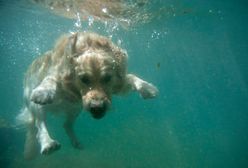 Rekordowe upały w Szwecji