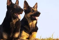 Dwa owczarki niemieckie pogryzły 6-letnie dziecko