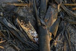 Susze i wzrost cen zbóż doprowadzą do drugiej Arabskiej Wiosny?