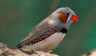 Nietrzeźwe ptaki śpiewają mniej wyraźnie