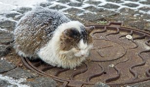 Idzie zima! Ratusz namawia do pomagania kotom