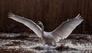 Łabędzie przewidują, jakie będzie lato - film