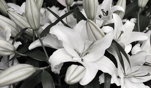 Zmarł Janusz Kaniewski - projektant Ferrari, wykładowca akademicki