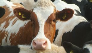 Eksperci o uboju rytualnym: wolność religijna nie jest nieograniczona