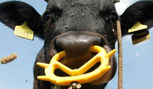 W Bohonikach będzie ubój rytualny w muzułmańskie Święto Ofiarowania