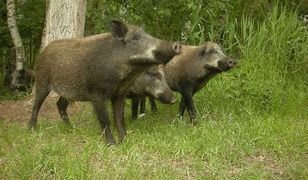 Władze Torunia ostrzegają przed dzikami