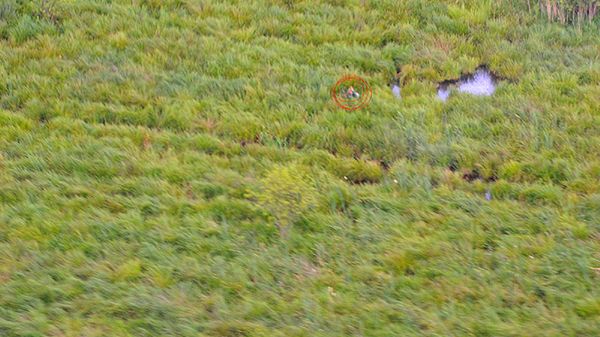 Turysta, który zgubił się na bagnach