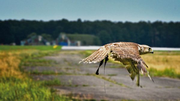 Sokoły maja odstraszyć inne ptaki, które mogłyby doprowadzić do wypadków na lotniskach