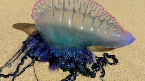 Żeglarz portugalski ma silne parzydełka, które mogą być groźne dla człowieka