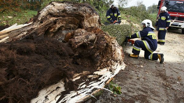 Strażacy usuwają powalony konar drzewa