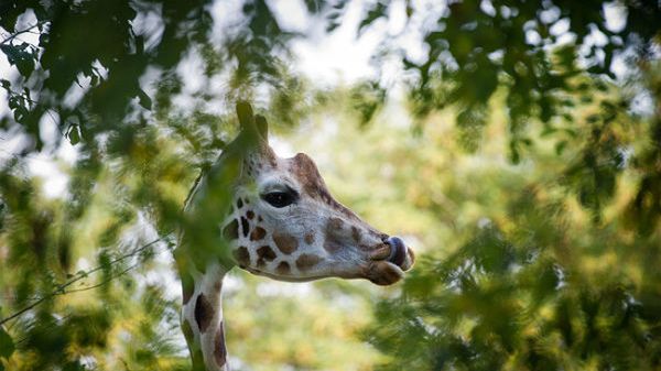 Tofik, jedyny samiec żyrafy w miejskim ogrodzie zoologicznym w Łodzi, padł podczas operacji