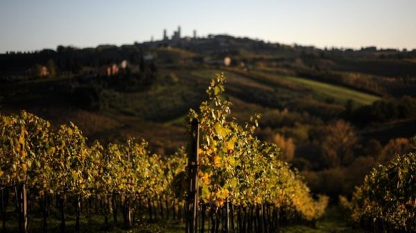 Sąd orzekł także konfiskatę części pól uprawnych