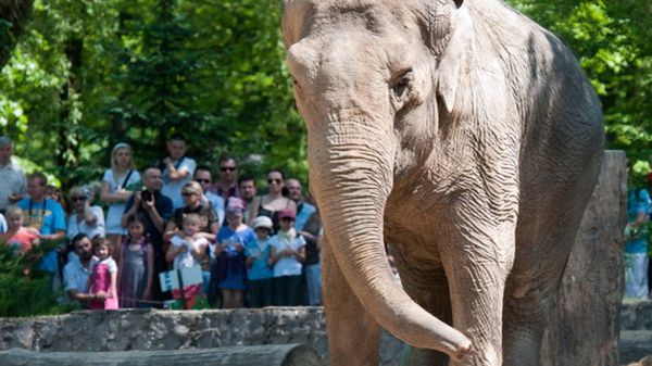 Słonica Magda świętuje 50. urodziny