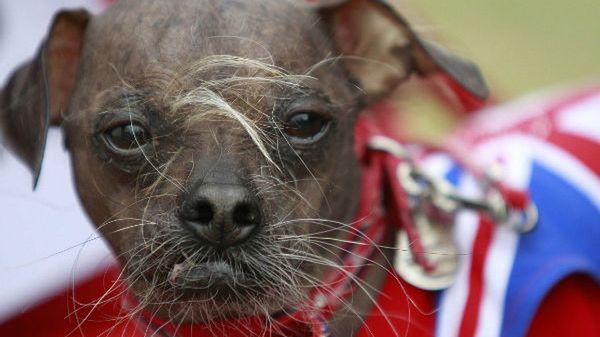 Mugly, najbrzydszy pies świata