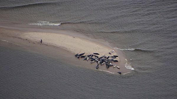 Foki wypoczywają na wysepce (zdjęcie wykonane w ramach projektu prowadzonego przez WWF Polska)