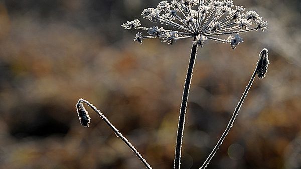 Będzie coraz zimniej