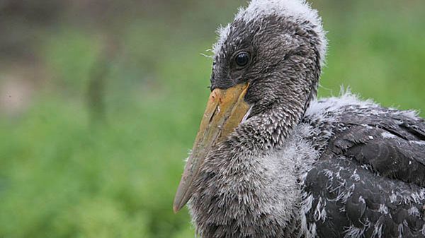 Pisklę bociana czarnego