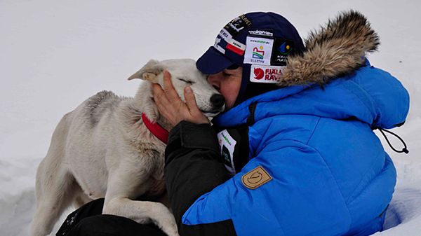 Biegnący Wilk i liina - liderka jego zaprzęgu