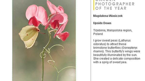 Zwycięska fotografia autorstwa Magdaleny Wasiczek