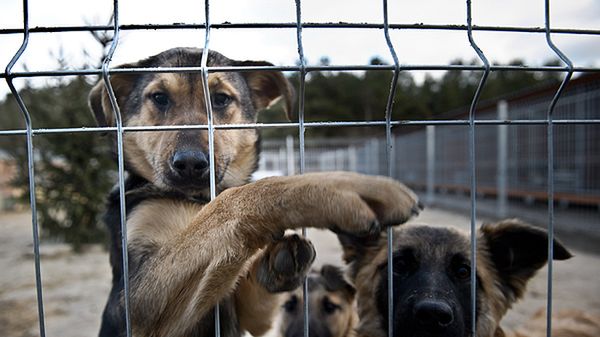 Psy w Polsce często są bite i porzucane, tym bardziej szokuje absurd biurokratycznych przepisów