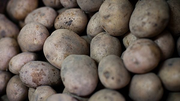 Pewne białka w komórkach ziemniaka są identyczne z białkami obecnymi w neuronach mózgu ssaków, w tym człowieka