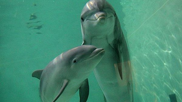 Delfiny butlonose