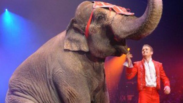 Już niebawem słonia w Polsce będzie można zobaczyć jedynie w zoo