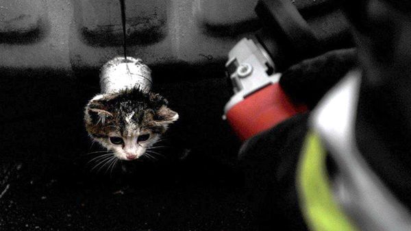 Kotek utknął w odpływie kontenera