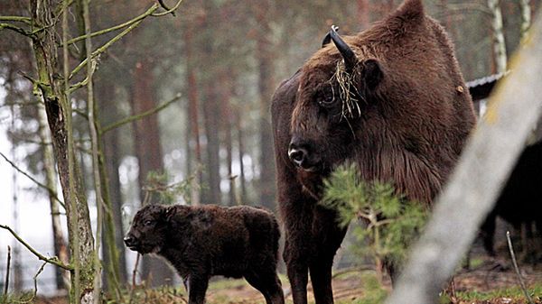 Żubry wciąż chodzą po całej puszczy i trudno je dokładnie policzyć