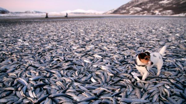 Ogromna ławica martwych śledzi