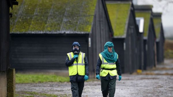 Ptasia grypa w Anglii