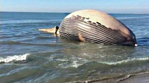 Finwal waży ponad 15 ton