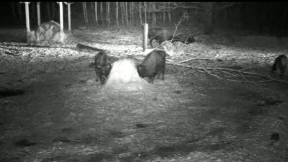 Obraz z kamery nocnej