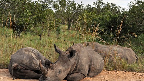Nosorożce w Kruger National Park